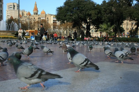 Palomas en la plaza Catalunya de Barcelona