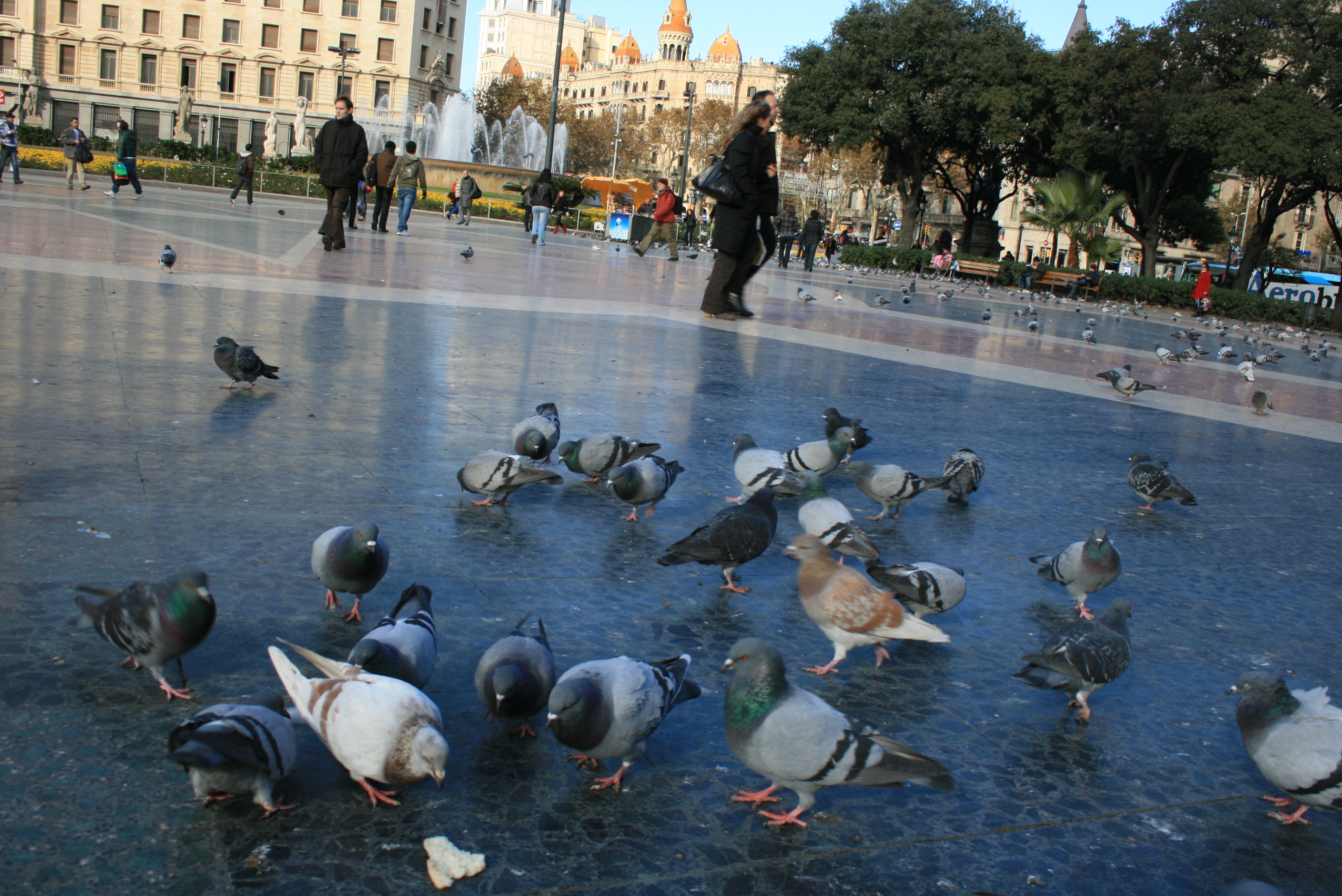 Palomas en la plaza Catalunya de Barcelona