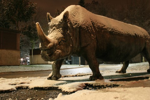 Rinoceronte de la catedral nueva, Vitoria